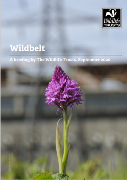 Wildbelt publication cover