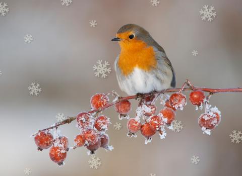 Robin with snowflakes