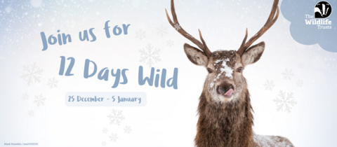 Stag in the snow, 12 Days Wild 2024