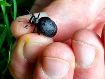 A Rugged oil beetle found during a survey.