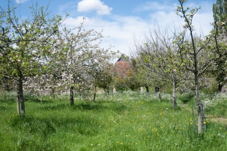 Orchard