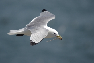 Kittiwake