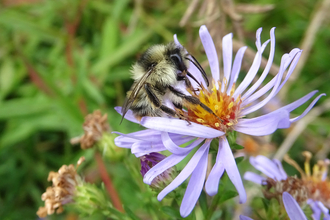 Shrill carder bee male