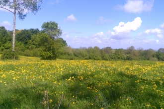 Dundon Beacon with flowers and ble sky Mark Green