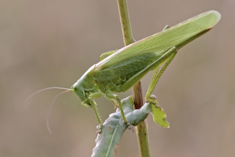 Great green bush cricket Heath McDonald