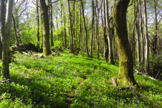 King's Castle Wood footpath through wood Neil Watson