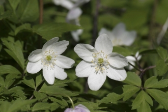 Close-up of two wood anemone flowers and leaves