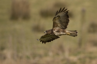 Buzzard flying Ben Simmonds