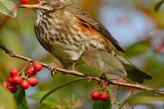 Redwing