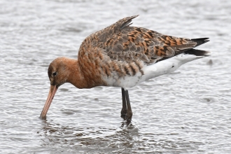 Black-tailed Godwit feeding