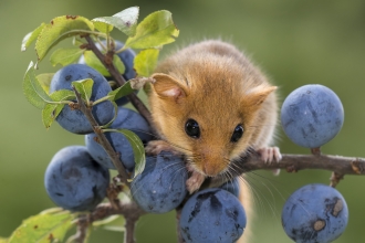 Dormouse