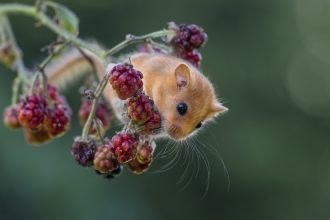 Dormouse on blackberries