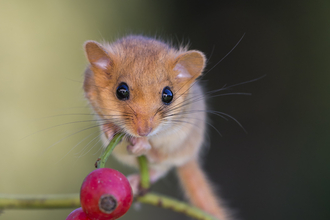 Dormouse