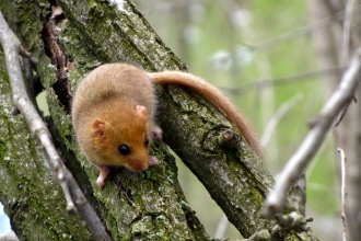 Dormouse on tree