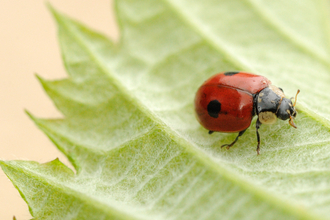 ladybird on a leaf