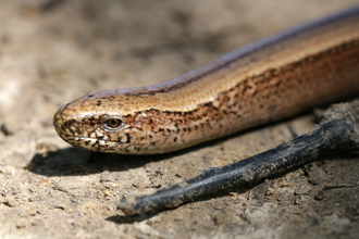 Slow worm