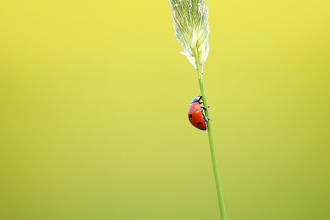 ladybird