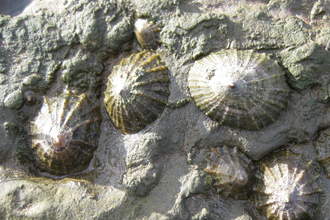 LImpets