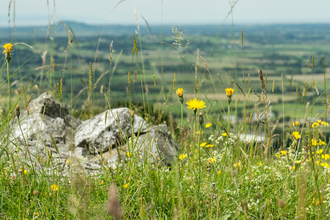 A view from Mendip scarp down to the Levels, with wildflowers and limestone rock in foreground