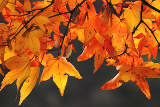 Picture of Autumn leaves