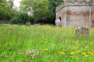 Wildflower meadow surrounding gravestones