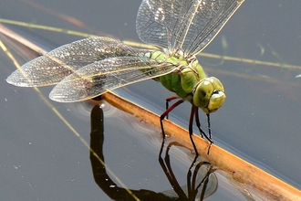 Emperor dragonfly female