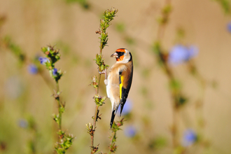 Goldfinch