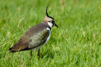 Lapwing