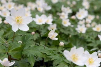 Wood anemone blanketing a woodland in spring