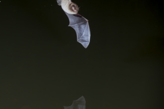 Daubentons bat flying at night