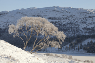 Silver birch tree covered in frost, the Wildlife Trusts