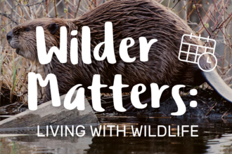 Photo of beaver against natural background with title 'Wilder Matters: Living with Wildlife'