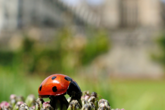 Ladybird with a church in the background