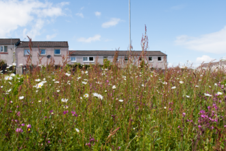 Housing with wildflowers
