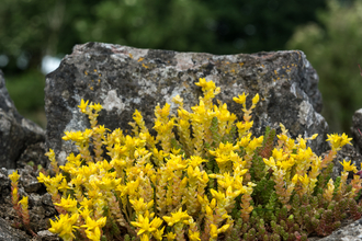 Yellow flowering moss on a rock
