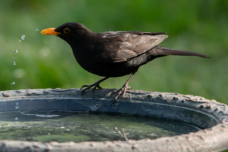 Blackbird at birdbath