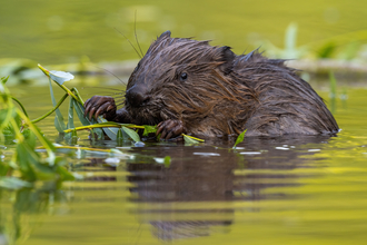 Beaver