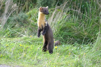 Pine marten