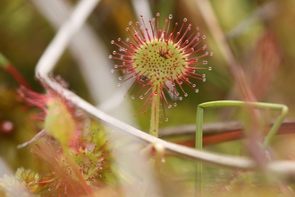 Round-leaved sundew