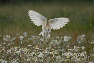 Barn Owl by Finley Miller