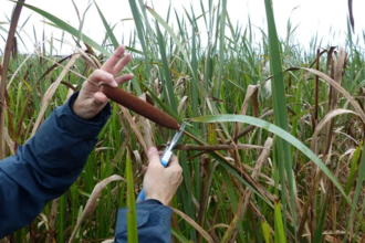 Harvesting bulrushes as part of a ‘paludiculture’ trial