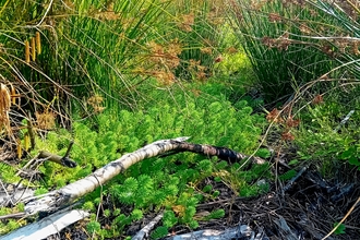 Image of encroaching parrot's feather