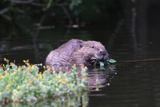 Image of beaver feeding in the water