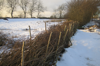 winter hedgelaying