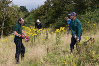 Volunteers removing ragwort