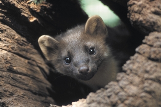 pine marten