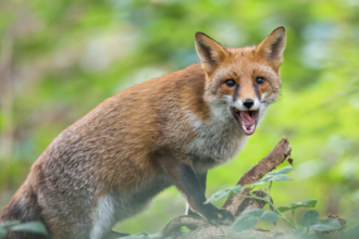 A fox looking at the camera