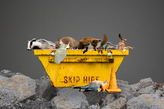 Cash to Trash (Skip)