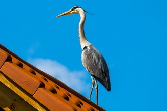 Heron standing on the roof of a house