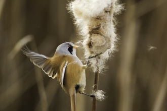 Bearded reedling
